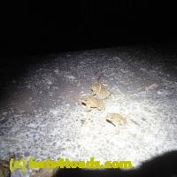 /home//u458753944/public_html/sourcegallery//////////////////////////////////////////////Roxborough Toad Detour/2013-2019/2018/2018-04-13/P4130018.JPG